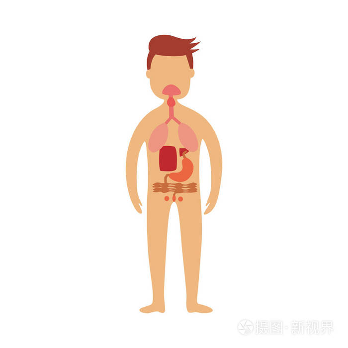 人胃肠道-男性身体消化器官位置的示意图描述