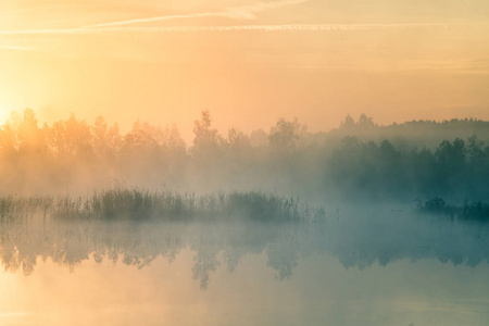 一个美丽的, 五彩缤纷的景观的薄雾沼泽在日出。拉脱维亚北欧的大气宁静的湿地风光与阳光