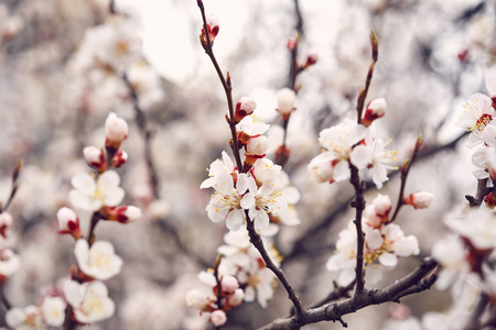 春天桃花树