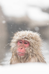 地狱谷猴园，沐浴在一个天然的温泉在日本长野的猴子