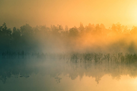 一个美丽的, 五彩缤纷的景观的薄雾沼泽在日出。拉脱维亚北欧的大气宁静的湿地风光与阳光
