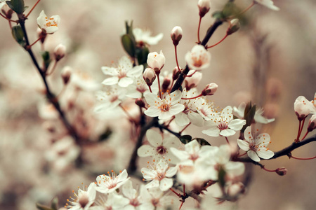 白色樱花的花开为自然背景上模糊的背景