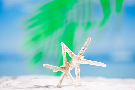 白色在沙滩上的海星