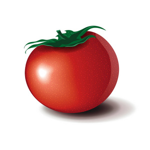 在白色背景上的番茄