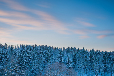 枞树森林景观和模糊在雪的夕阳的天空的云彩