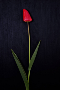 黑色的表面上的一个红色郁金香