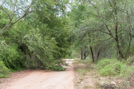 Baviaanskloof 路上倒下的树