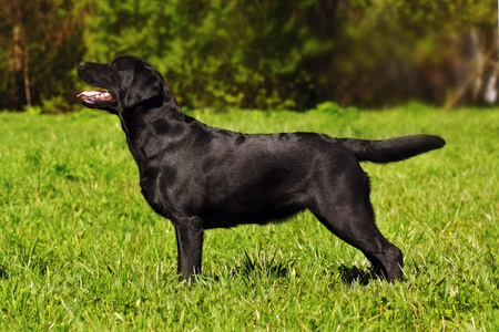 拉布拉多犬站在显示位置