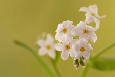 在绿色背景下, 不带我的白色花朵 Myosotis