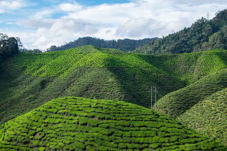 山景充满了茶叶种植园和蔚蓝的天空中凸轮