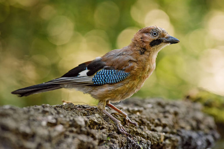 欧亚 Garrulus glandarius, 来自欧洲森林和林地的大型彩色栖息鸟类