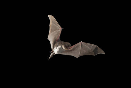 蝙蝠弯曲共同 Miniopterus schreibersii, 在洞穴中飞行, 黑色背景