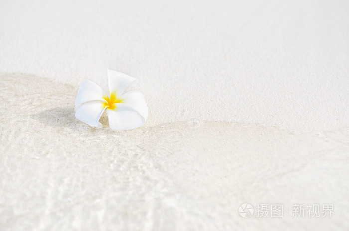 一个单一独自鸡蛋花白色海滩沙与海波浪线