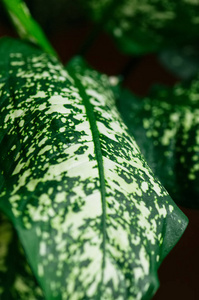 大自然斑叶屋植物特写图片