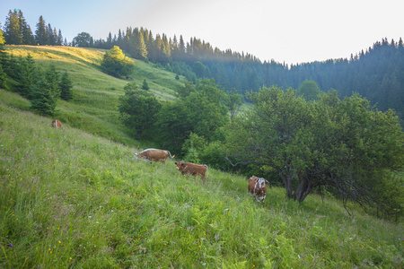 绿色草地的山水牛