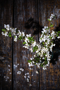 分支的一朵朵雪白的樱桃表，木制背景上的花瓶里。顶视图