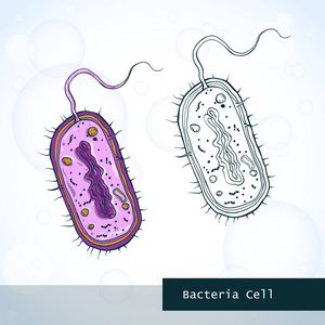 细菌细胞结构的