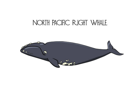 手画的鲸鱼