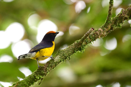 黄褐色覆盖的 Euphonia Euphonia anneae 栖息在树枝上