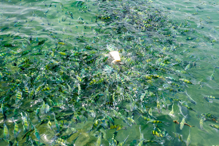 在泰国，甲米海海的鱼
