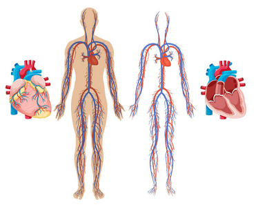 人的心脏和心血管系统例证