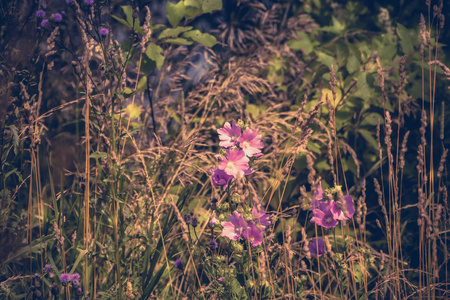 绿草盛开的紫色花朵过滤背景