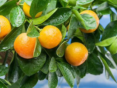 在树上成熟橘水果