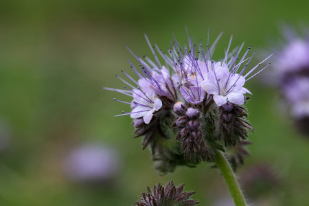 花边 phacelia 的花朵