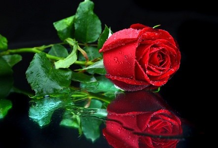 情人节单身美丽的玫瑰