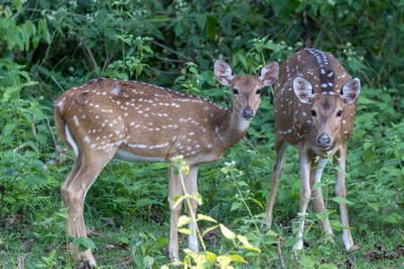 白斑鹿, cheetal 轴轴, 或斑点鹿或轴鹿看到在 Wayanad 丛林, 印度