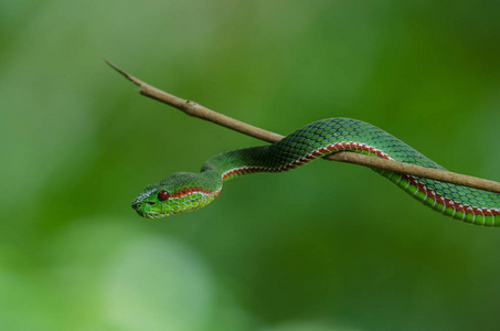 教皇的绿色 Pitviper 蛇 竹叶青 Popeia popeiorum 在泰国