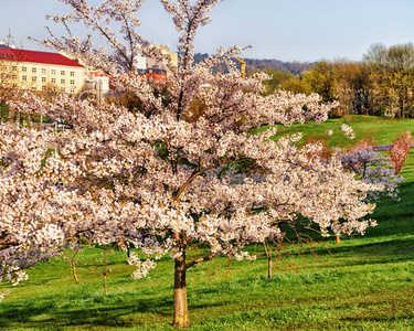 樱花或樱桃树花开在春天维尔纽斯