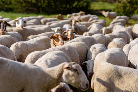 羊群放牧。El 塔特, 安道尔城, 安道尔