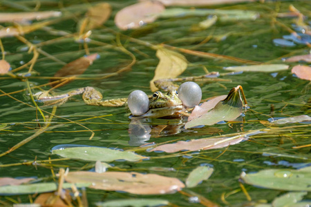 雄性青蛙的发声囊。在瑞士美丽清澈的淡水池塘里的青蛙