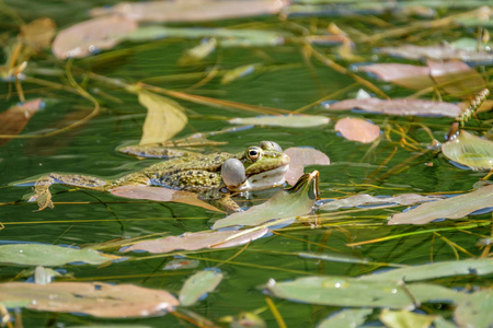 青蛙的召唤。在瑞士美丽清澈的淡水池塘里的青蛙