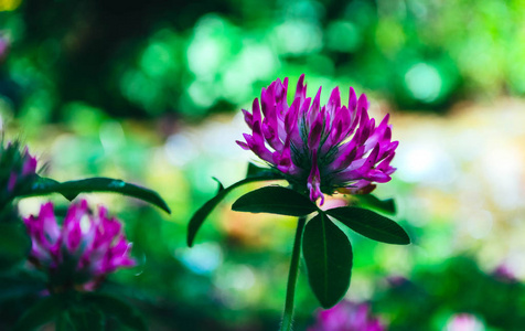 照片描绘的是紫色三叶草花的彩色图像,