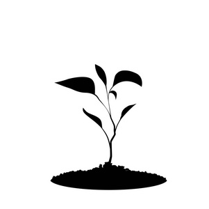 在白色背景下被隔离的土壤中发芽植物的黑色剪影。播种矢量插图, 图标, 符号, 设计模板