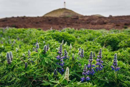 冰岛 Reykjanes 半岛努特卡羽扇花, 背景 Reykjanes 灯塔景观