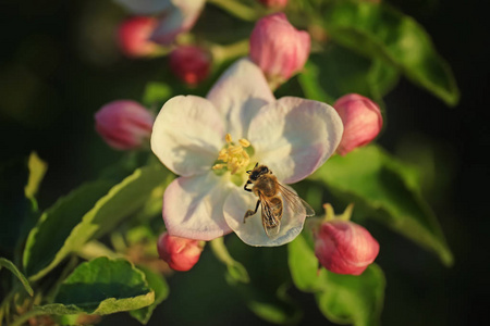 关于苹果花蜜蜂