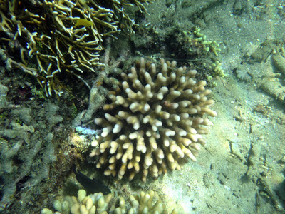 海洋生物卢甘维尔, 埃斯皮里图, 瓦努阿图