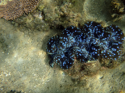 海洋生物卢甘维尔, 埃斯皮里图, 瓦努阿图