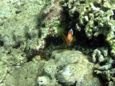 海洋生物卢甘维尔, 埃斯皮里图, 瓦努阿图
