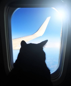 航空猫在看舷窗俯瞰蓝天翼飞机飞行。猫在飞机窗口中的剪影