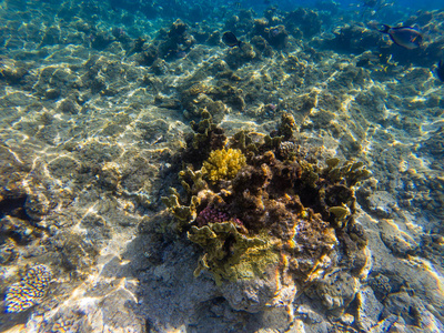 海洋生物的形象海埃及马卡迪湾的清澈海水下的珊瑚礁