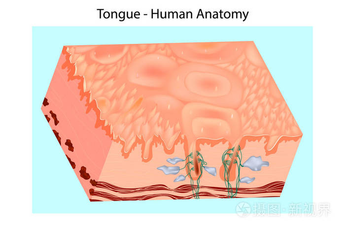 人类的舌头结构.口腔黏膜