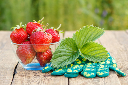 红色成熟的草莓在玻璃碗和庭院手套在老木板材在与模糊的绿色自然背景
