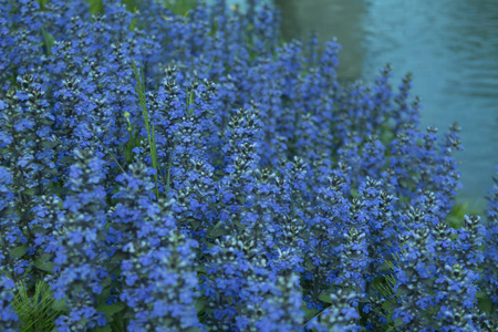 蓝色的背景 小蓝花