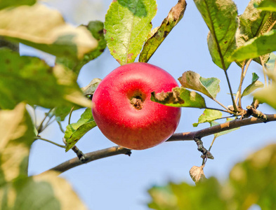 红色，黄色苹果果实在树中，苹果树枝