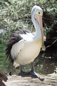 澳大利亚鹈鹕, Pelecanus conspicillatus, 是一个大水鸟的家庭 Pelecanidae, 广泛的内陆和沿