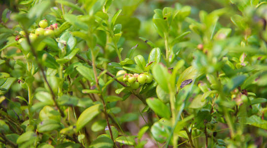 越橘或越橘葡萄 idaea